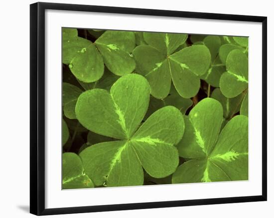 USA, California, Muir Woods. Close Up of Clover-Jaynes Gallery-Framed Photographic Print