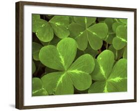 USA, California, Muir Woods. Close Up of Clover-Jaynes Gallery-Framed Photographic Print