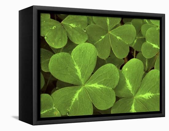 USA, California, Muir Woods. Close Up of Clover-Jaynes Gallery-Framed Stretched Canvas