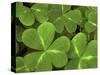 USA, California, Muir Woods. Close Up of Clover-Jaynes Gallery-Stretched Canvas