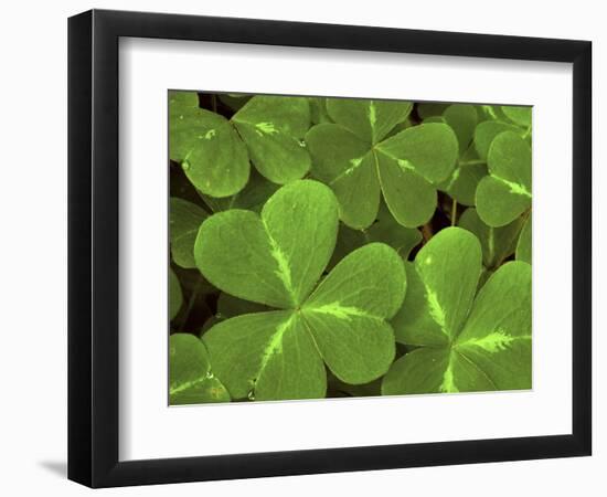 USA, California, Muir Woods. Close Up of Clover-Jaynes Gallery-Framed Photographic Print