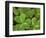 USA, California, Muir Woods. Close Up of Clover-Jaynes Gallery-Framed Photographic Print