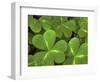 USA, California, Muir Woods. Close Up of Clover-Jaynes Gallery-Framed Photographic Print