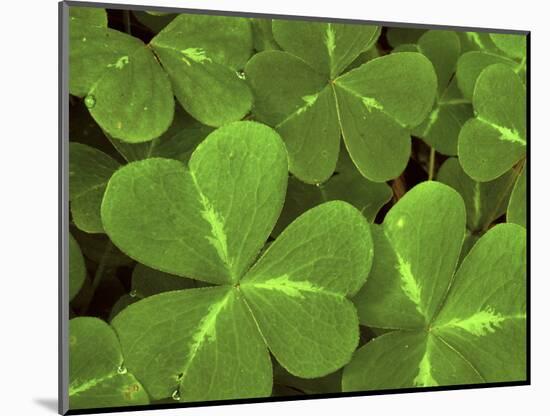 USA, California, Muir Woods. Close Up of Clover-Jaynes Gallery-Mounted Photographic Print
