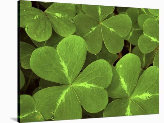 USA, California, Muir Woods. Close Up of Clover-Jaynes Gallery-Stretched Canvas