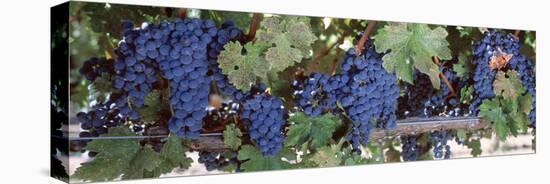 USA, California, Napa Valley, Grapes-null-Stretched Canvas
