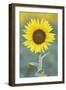 USA, California, Napa Valley of sunflower.-Jaynes Gallery-Framed Photographic Print