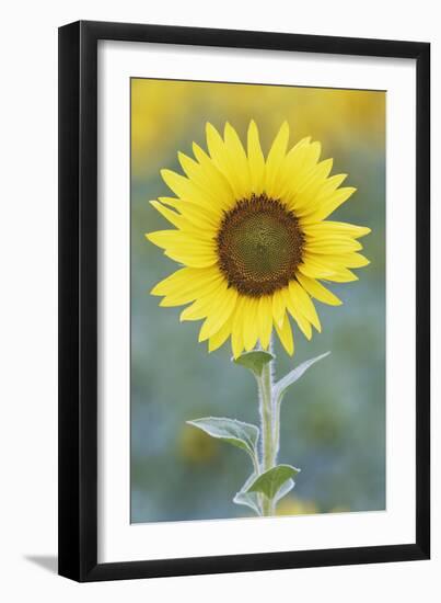 USA, California, Napa Valley of sunflower.-Jaynes Gallery-Framed Photographic Print