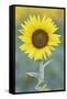 USA, California, Napa Valley of sunflower.-Jaynes Gallery-Framed Stretched Canvas