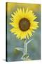 USA, California, Napa Valley of sunflower.-Jaynes Gallery-Stretched Canvas