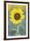 USA, California, Napa Valley of sunflower.-Jaynes Gallery-Framed Photographic Print