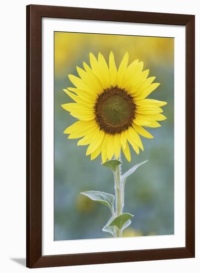 USA, California, Napa Valley of sunflower.-Jaynes Gallery-Framed Photographic Print