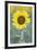 USA, California, Napa Valley of sunflower.-Jaynes Gallery-Framed Photographic Print