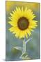 USA, California, Napa Valley of sunflower.-Jaynes Gallery-Mounted Photographic Print