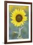 USA, California, Napa Valley of sunflower.-Jaynes Gallery-Framed Photographic Print