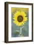 USA, California, Napa Valley of sunflower.-Jaynes Gallery-Framed Photographic Print