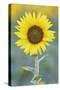 USA, California, Napa Valley of sunflower.-Jaynes Gallery-Stretched Canvas