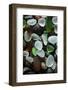 USA, California. Natural sea glass on beach.-Jaynes Gallery-Framed Photographic Print