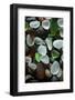 USA, California. Natural sea glass on beach.-Jaynes Gallery-Framed Photographic Print