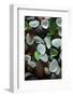 USA, California. Natural sea glass on beach.-Jaynes Gallery-Framed Photographic Print