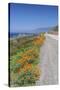 USA, California, Near Big Sur, California Poppies, Along Highway 1-Rob Tilley-Stretched Canvas