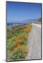 USA, California, Near Big Sur, California Poppies, Along Highway 1-Rob Tilley-Mounted Photographic Print