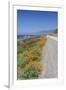 USA, California, Near Big Sur, California Poppies, Along Highway 1-Rob Tilley-Framed Premium Photographic Print