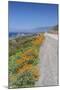 USA, California, Near Big Sur, California Poppies, Along Highway 1-Rob Tilley-Mounted Premium Photographic Print