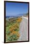 USA, California, Near Big Sur, California Poppies, Along Highway 1-Rob Tilley-Framed Premium Photographic Print