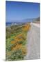 USA, California, Near Big Sur, California Poppies, Along Highway 1-Rob Tilley-Mounted Premium Photographic Print