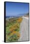 USA, California, Near Big Sur, California Poppies, Along Highway 1-Rob Tilley-Framed Stretched Canvas