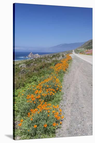 USA, California, Near Big Sur, California Poppies, Along Highway 1-Rob Tilley-Stretched Canvas