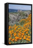 USA, California, Near Big Sur, California Poppies on the Central Coast-Rob Tilley-Framed Stretched Canvas