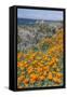 USA, California, Near Big Sur, California Poppies on the Central Coast-Rob Tilley-Framed Stretched Canvas