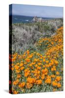 USA, California, Near Big Sur, California Poppies on the Central Coast-Rob Tilley-Stretched Canvas