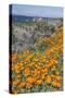 USA, California, Near Big Sur, California Poppies on the Central Coast-Rob Tilley-Stretched Canvas