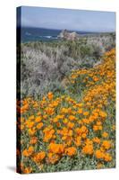 USA, California, Near Big Sur, California Poppies on the Central Coast-Rob Tilley-Stretched Canvas