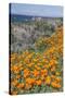 USA, California, Near Big Sur, California Poppies on the Central Coast-Rob Tilley-Stretched Canvas