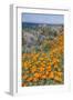 USA, California, Near Big Sur, California Poppies on the Central Coast-Rob Tilley-Framed Premium Photographic Print
