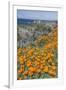 USA, California, Near Big Sur, California Poppies on the Central Coast-Rob Tilley-Framed Premium Photographic Print