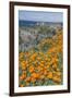 USA, California, Near Big Sur, California Poppies on the Central Coast-Rob Tilley-Framed Premium Photographic Print