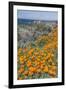 USA, California, Near Big Sur, California Poppies on the Central Coast-Rob Tilley-Framed Premium Photographic Print