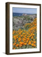 USA, California, Near Big Sur, California Poppies on the Central Coast-Rob Tilley-Framed Photographic Print