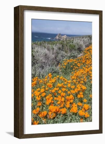 USA, California, Near Big Sur, California Poppies on the Central Coast-Rob Tilley-Framed Photographic Print