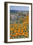 USA, California, Near Big Sur, California Poppies on the Central Coast-Rob Tilley-Framed Photographic Print