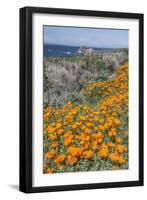 USA, California, Near Big Sur, California Poppies on the Central Coast-Rob Tilley-Framed Photographic Print