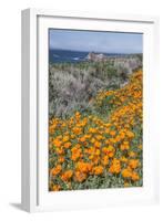 USA, California, Near Big Sur, California Poppies on the Central Coast-Rob Tilley-Framed Photographic Print