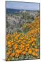 USA, California, Near Big Sur, California Poppies on the Central Coast-Rob Tilley-Mounted Photographic Print