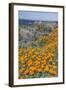 USA, California, Near Big Sur, California Poppies on the Central Coast-Rob Tilley-Framed Photographic Print