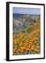 USA, California, Near Big Sur, California Poppies on the Central Coast-Rob Tilley-Framed Photographic Print